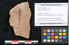 Foto (Objekt + Etikett) von Sequoia hardtii Endl. (NHMW-GEO-2024-0188-8248)